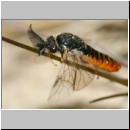 Gilpinia virens - Blattwespe m01c 11mm.jpg